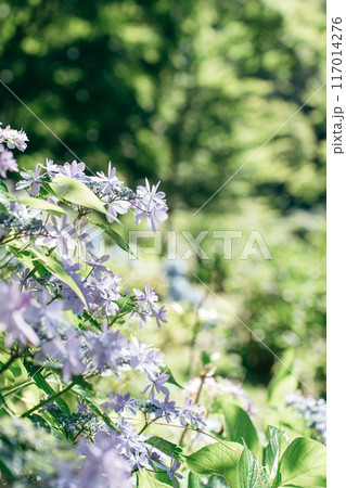 逆光に輝く紫陽花の花(涸沼自然公園) 逆光に輝く紫陽花の花(涸沼自然公園) 117014276