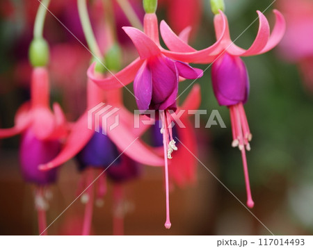 福岡市植物園の温室にあったフクシア　福岡県福岡市中央区小笹 117014493