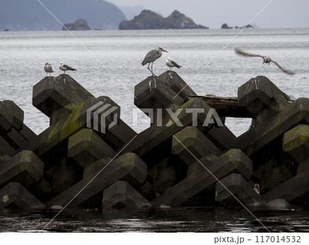 早朝の海岸の鳥たち 117014532
