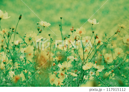 富良野の花畑 富良野の花畑 117015112