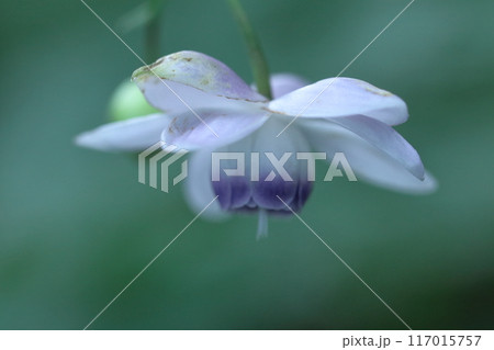 幻想的な森の妖精 幻想的な森の妖精 117015757