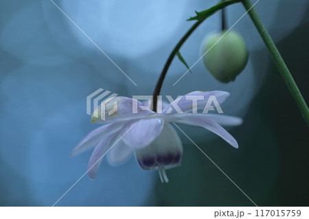 幻想的な森の妖精 117015759