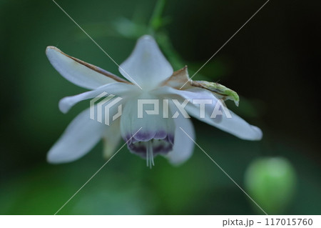 幻想的な森の妖精 117015760