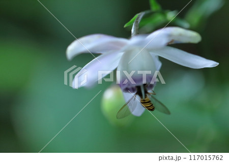 幻想的な森の妖精 117015762