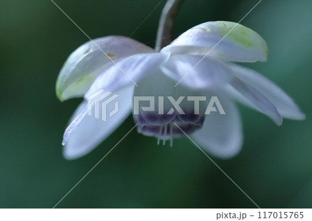 幻想的な森の妖精 117015765