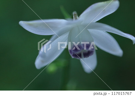 幻想的な森の妖精 幻想的な森の妖精 117015767