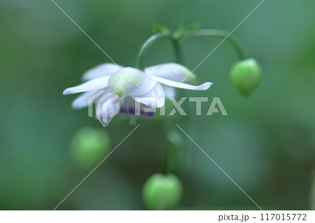 幻想的な森の妖精 117015772