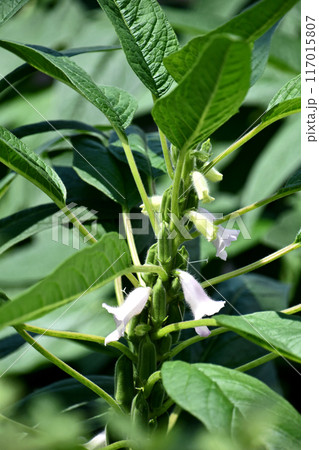 ゴマの花と実 117015807