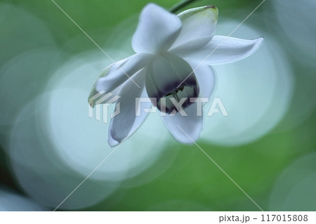 幻想的な森の妖精 117015808