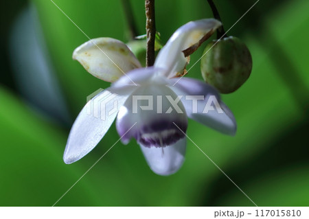 幻想的な森の妖精 117015810