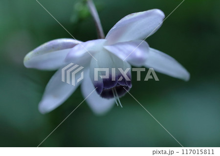 幻想的な森の妖精 117015811