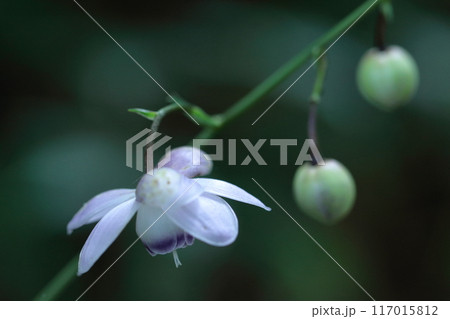 幻想的な森の妖精 117015812