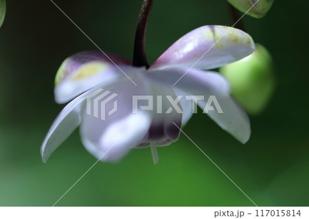 幻想的な森の妖精 117015814