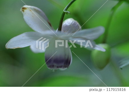 幻想的な森の妖精 幻想的な森の妖精 117015816