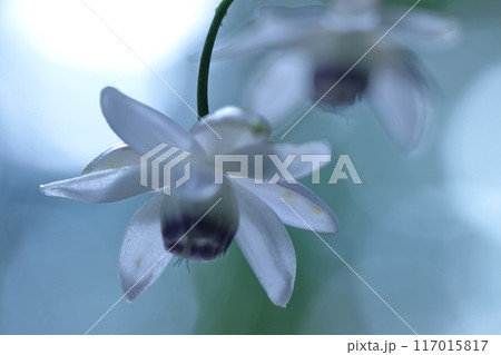 幻想的な森の妖精 117015817