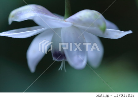 幻想的な森の妖精 117015818