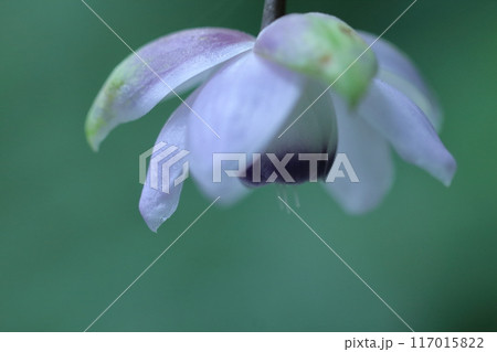 幻想的な森の妖精 117015822