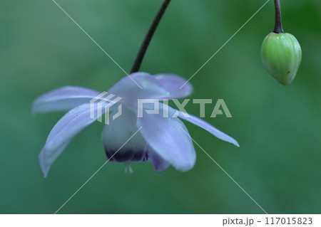 幻想的な森の妖精 117015823