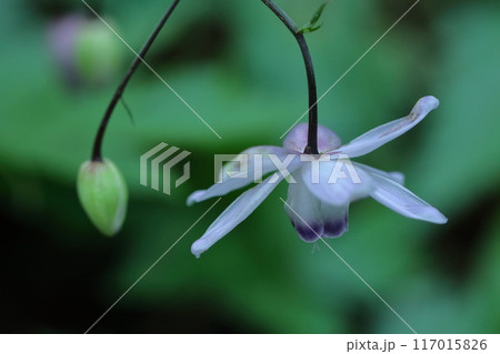 幻想的な森の妖精 117015826