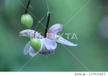 幻想的な森の妖精 117015827