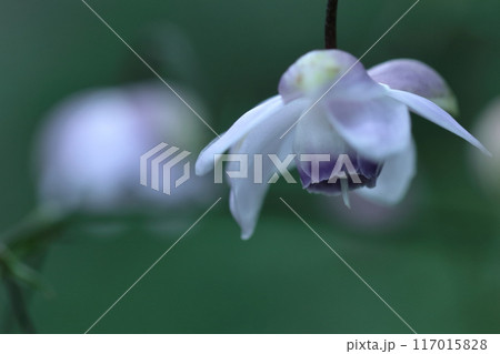 幻想的な森の妖精 117015828