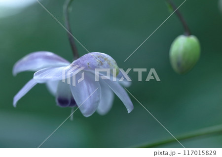 幻想的な森の妖精 117015829