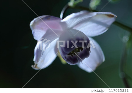 幻想的な森の妖精 117015831