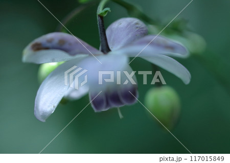 幻想的な森の妖精 117015849