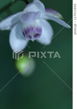 幻想的な森の妖精 117015850