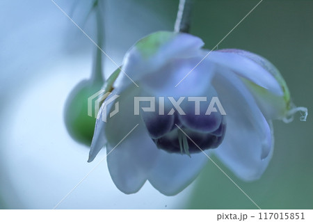 幻想的な森の妖精 117015851