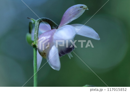 幻想的な森の妖精 117015852