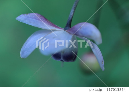 幻想的な森の妖精 117015854