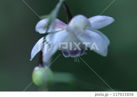 幻想的な森の妖精 117015856