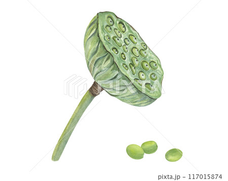 Lotus Seed Pod with scattered green seeds. Dried Indian lotus head. Sacred Lotus or Water Lily flower. Closeup macro aquatic plants. Watercolor detailed botanical illustration. For poster, cards 117015874