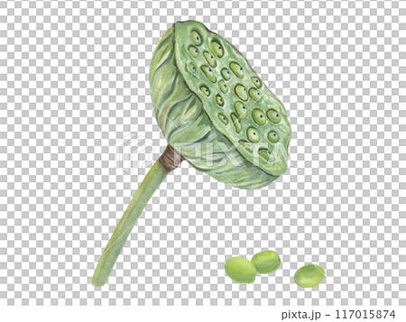 Lotus Seed Pod with scattered green seeds. Dried Indian lotus head. Sacred Lotus or Water Lily flower. Closeup macro aquatic plants. Watercolor detailed botanical illustration. For poster, cards 117015874
