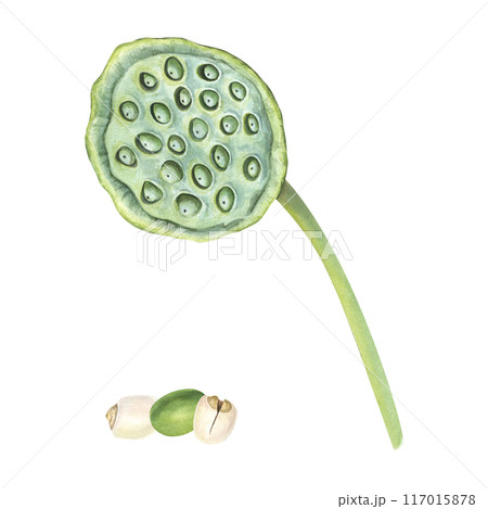 Lotus seed head. Peeled and unpeeled nuts. Front view of aquatic plants. Dried Indian lotus head with seed pile. Sacred Lotus or Water Lily flower. Closeup macro. Watercolor detailed illustration Lotus seed head. Peeled and unpeeled nuts. Front view of aquatic plants. Dried Indian lotus head with seed pile. Sacred Lotus or Water Lily flower. Closeup macro. Watercolor detailed illustration 117015878