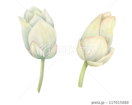 Lotus bud on stem. Single white water lily. Two Sacred Lotus. Side view. Watercolor illustration of tropical Asian aquatic flowers. Hand drawn composition for poster, wedding design, yoga center Lotus bud on stem. Single white water lily. Two Sacred Lotus. Side view. Watercolor illustration of tropical Asian aquatic flowers. Hand drawn composition for poster, wedding design, yoga center 117015880