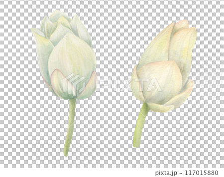 Lotus bud on stem. Single white water lily. Two Sacred Lotus. Side view. Watercolor illustration of tropical Asian aquatic flowers. Hand drawn composition for poster, wedding design, yoga center Lotus bud on stem. Single white water lily. Two Sacred Lotus. Side view. Watercolor illustration of tropical Asian aquatic flowers. Hand drawn composition for poster, wedding design, yoga center 117015880