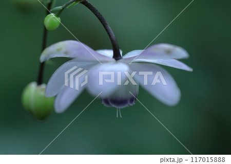 幻想的な森の妖精 117015888