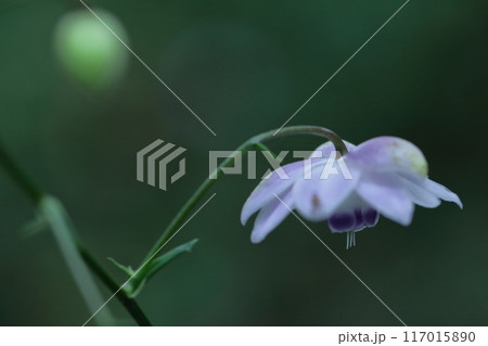 幻想的な森の妖精 117015890