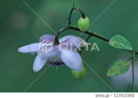 幻想的な森の妖精 117015892