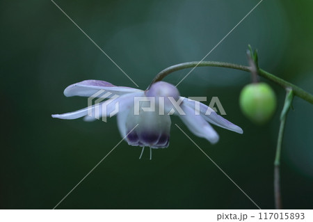 幻想的な森の妖精 117015893