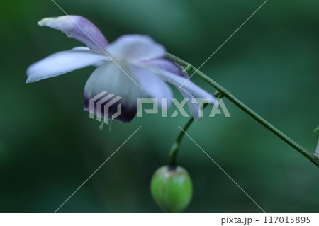 幻想的な森の妖精 117015895