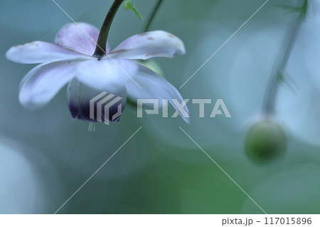 幻想的な森の妖精 117015896