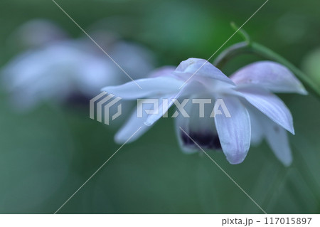 幻想的な森の妖精 117015897