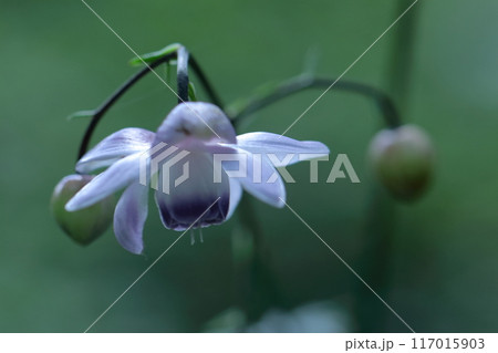 幻想的な森の妖精 117015903