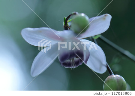 幻想的な森の妖精 117015906