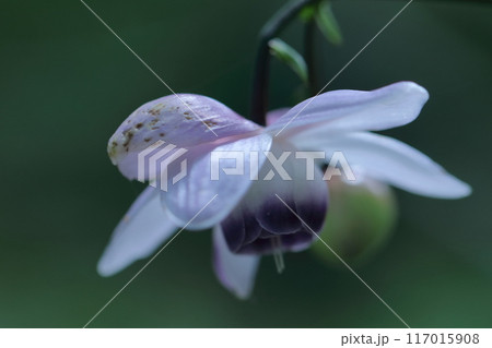 幻想的な森の妖精 幻想的な森の妖精 117015908