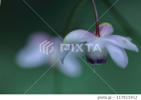 幻想的な森の妖精 117015912