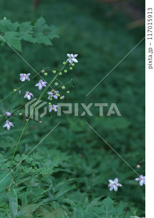 幻想的な森の妖精 117015913